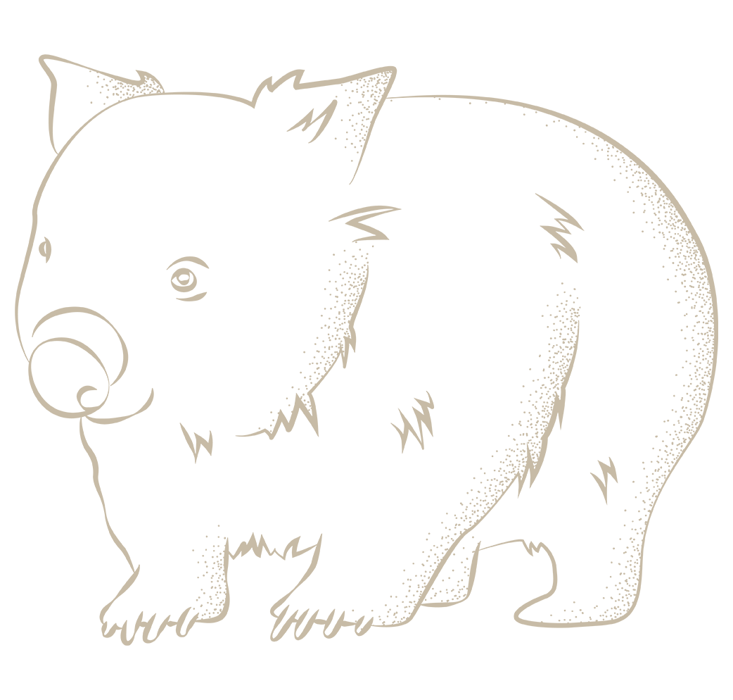 Wombat Illustration Maria Island Walk Tasmania